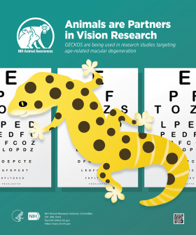 Animal Awareness Posters | OACU Animal Awareness Posters | OACU